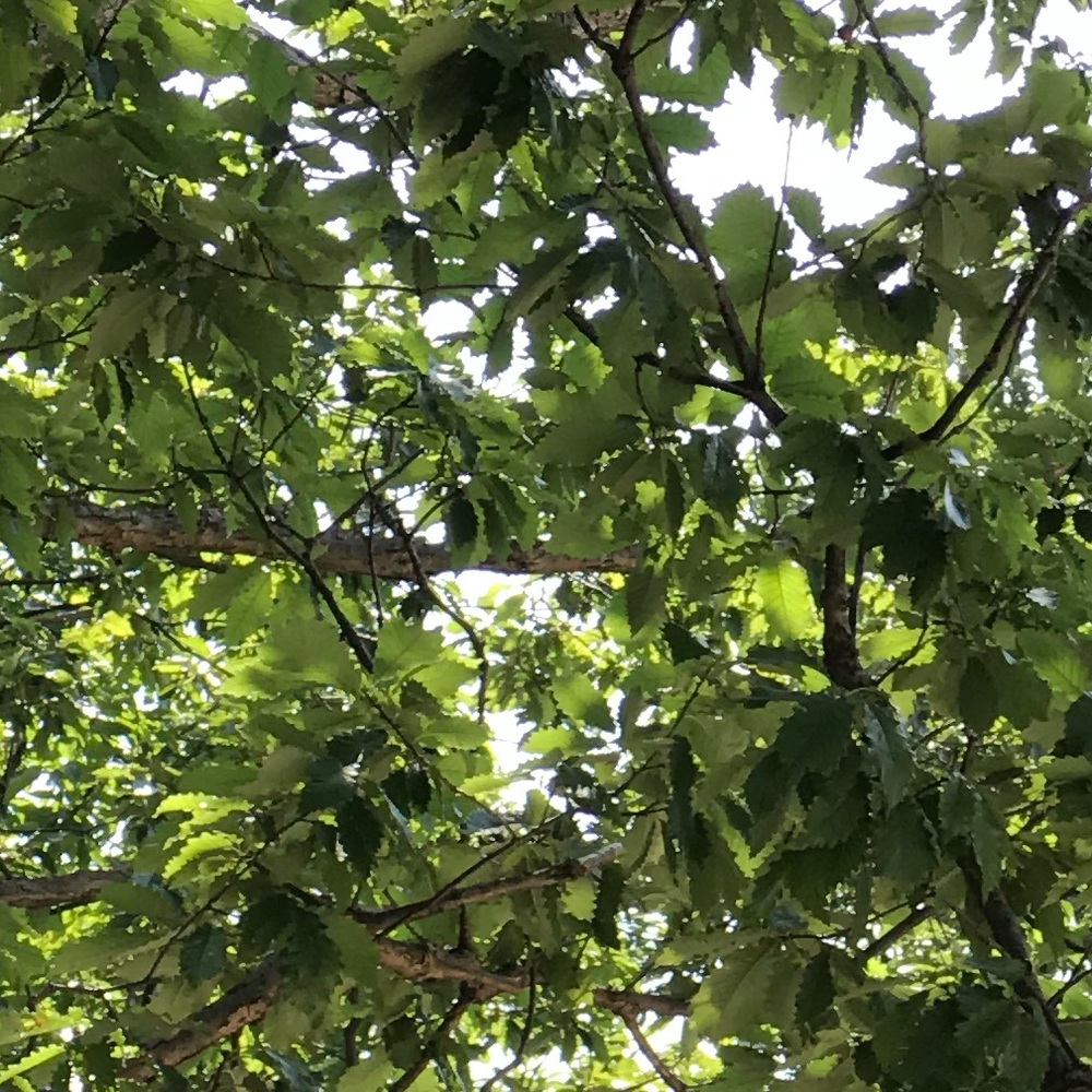 Meet your Posher, Neva